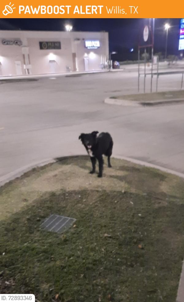 Found/Stray Unknown Dog last seen Willis HEB parking lot. Near MOD Pizza and Great Clips., Willis, TX 77378