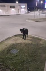 Found/Stray Unknown Dog last seen Willis HEB parking lot. Near MOD Pizza and Great Clips., Willis, TX 77378