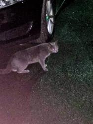 Found/Stray Unknown Cat last seen Seneca Turnpike and 12 B, Clinton, NY 13323