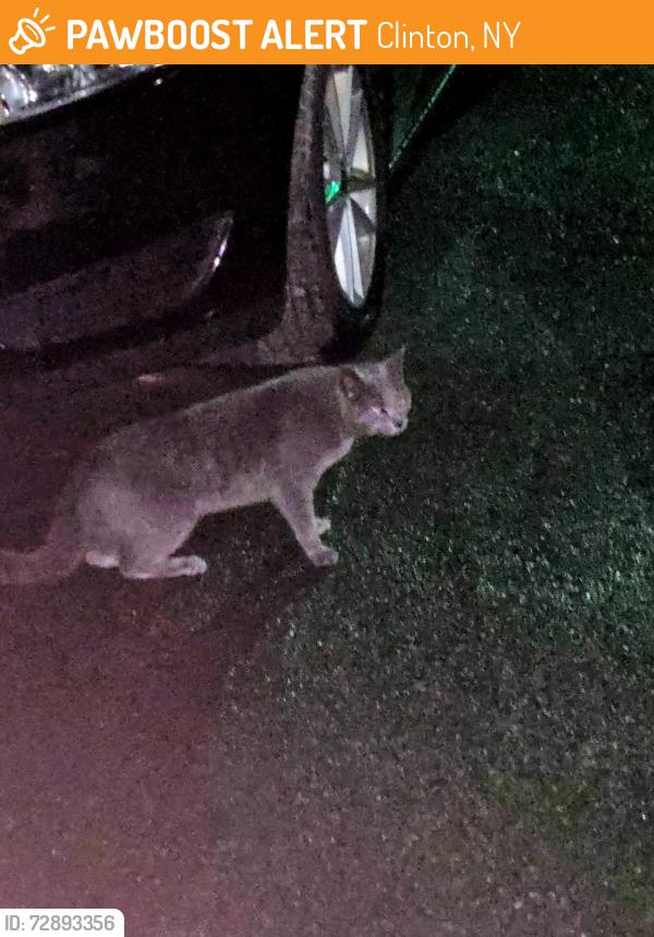 Found/Stray Unknown Cat last seen Seneca Turnpike and 12 B, Clinton, NY 13323