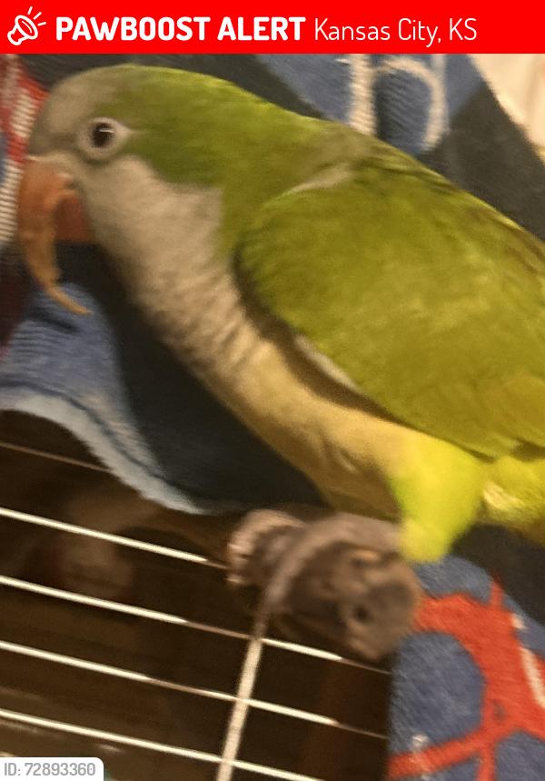 Lost Male Bird last seen 7/11 , Kansas City, KS 66106