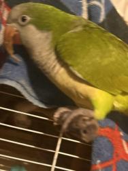 Lost Male Bird last seen 7/11 , Kansas City, KS 66106
