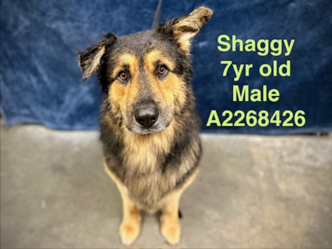 Shelter Stray Male Dog last seen , Chatsworth, CA 91311