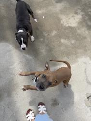 Found/Stray Unknown Dog last seen Haskell and sherman way, Los Angeles, CA 91406