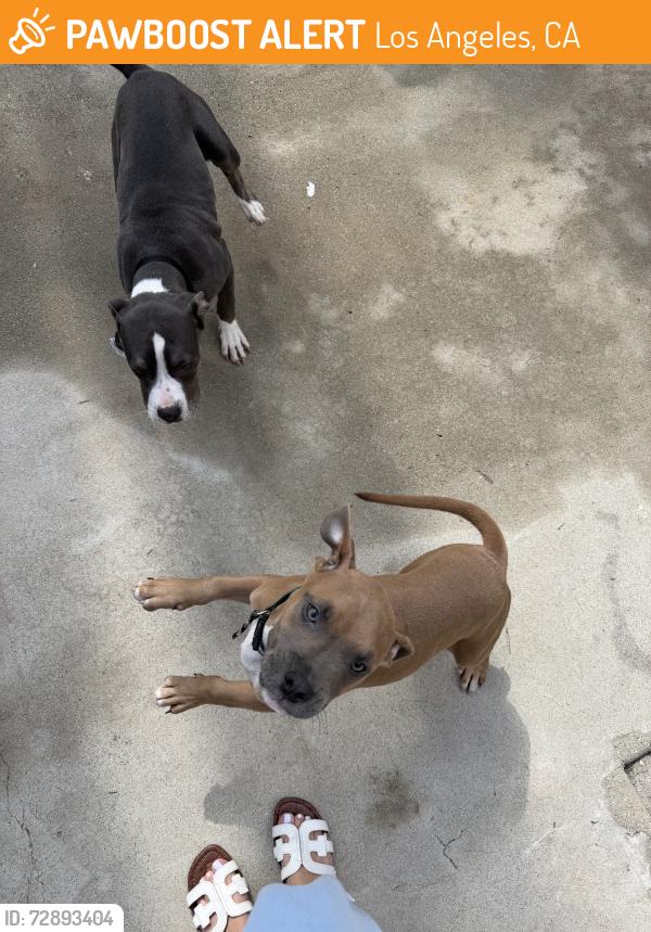 Found/Stray Unknown Dog last seen Haskell and sherman way, Los Angeles, CA 91406