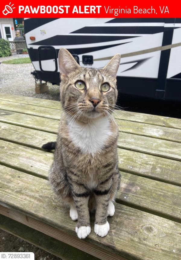 Lost Male Cat last seen  Hattie Street in Munden Point neighborhood , Virginia Beach, VA 23457