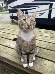 Lost Male Cat last seen  Hattie Street in Munden Point neighborhood , Virginia Beach, VA 23457