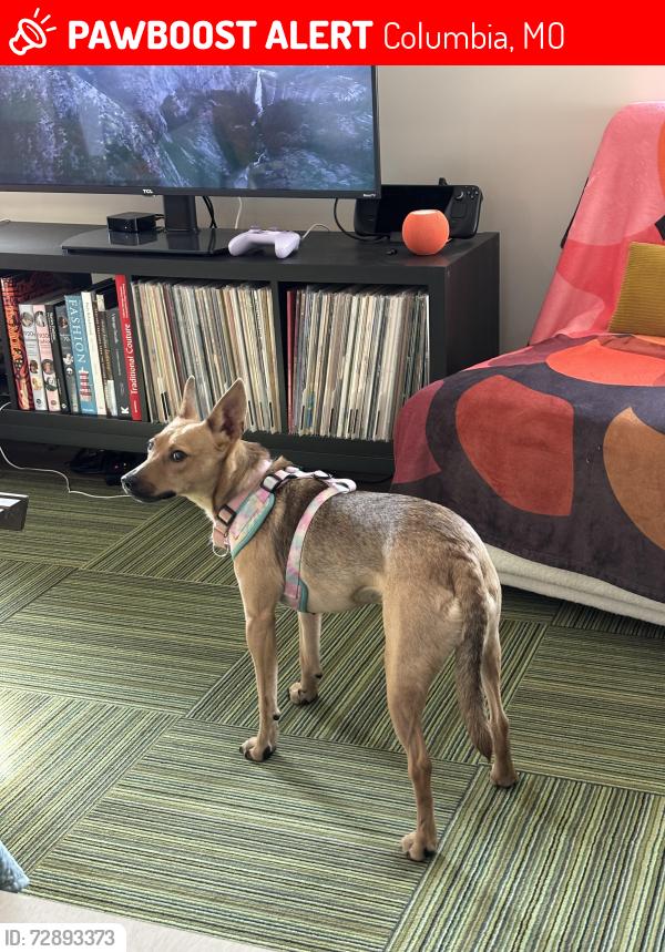 Lost Female Dog last seen Woods behind Ravello Dr, Columbia, MO 65202