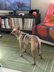 Lost Female Dog last seen Woods behind Ravello Dr, Columbia, MO 65202
