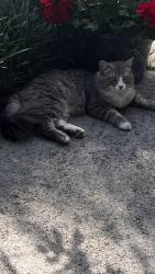 Found/Stray Male Cat last seen Wescott Acres pet resort, Columbia, SC 29212