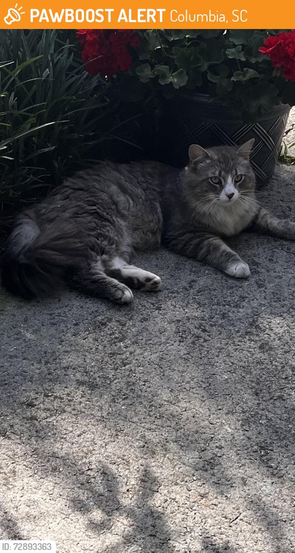 Found/Stray Male Cat last seen Wescott Acres pet resort, Columbia, SC 29212