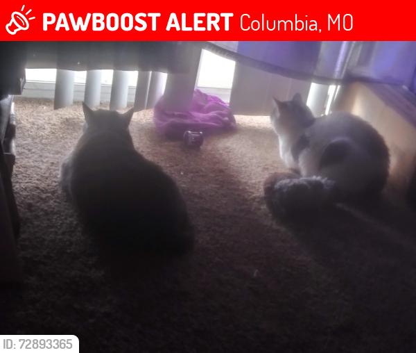 Lost Female Cat last seen By the Sonic nearby , Columbia, MO 65202