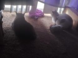 Lost Female Cat last seen By the Sonic nearby , Columbia, MO 65202