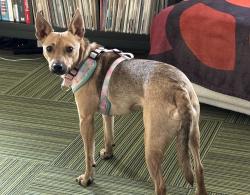 Lost Female Dog last seen Woods behind Ravello Dr, Columbia, MO 65202