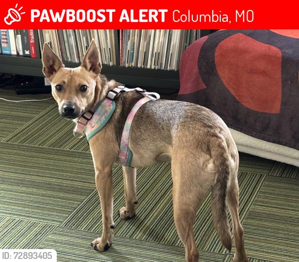 Lost Female Dog last seen Woods behind Ravello Dr, Columbia, MO 65202
