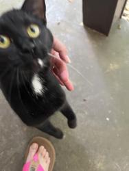 Reunited Unknown Cat last seen Hidden Hills Gatlinburg , Gatlinburg, TN 37738