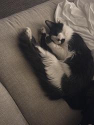 Lost Female Cat last seen Coors and Paseo, Aubrey apmts, Gym, Albuquerque, NM 87120