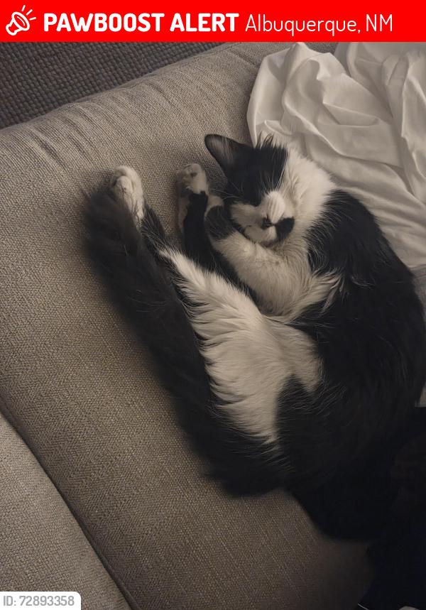 Lost Female Cat last seen Coors and Paseo, Aubrey apmts, Gym, Albuquerque, NM 87120