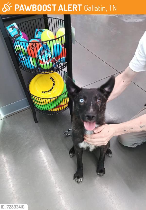 Found/Stray Male Dog last seen Airport road/ meadowview drive Gallatin tn, Gallatin, TN 37066