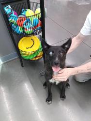 Found/Stray Male Dog last seen Airport road/ meadowview drive Gallatin tn, Gallatin, TN 37066