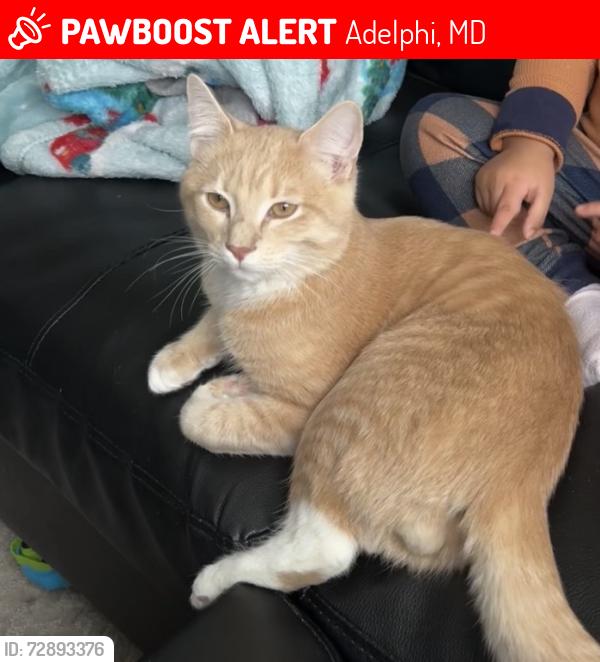Lost Male Cat last seen Near , Adelphi, MD 20783