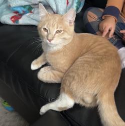 Lost Male Cat last seen Near , Adelphi, MD 20783