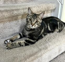 Reunited Male Cat last seen orvilla and moore lane, Hatfield Township, PA 19440