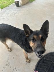 Found/Stray Female Dog last seen Hwy 150 & Denson Allen Rd., San Jacinto County, TX 77331