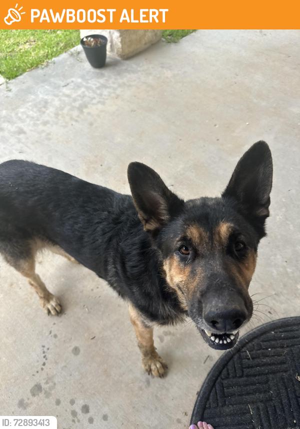 Found/Stray Female Dog last seen Hwy 150 & Denson Allen Rd., San Jacinto County, TX 77331
