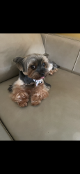 Lost Female Dog last seen Near Lister Elementary , Tacoma, WA 98404