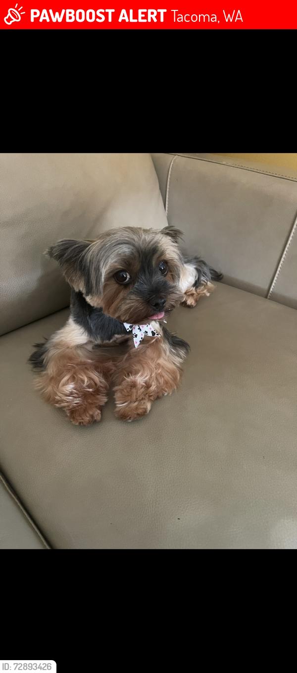 Lost Female Dog last seen Near Lister Elementary , Tacoma, WA 98404