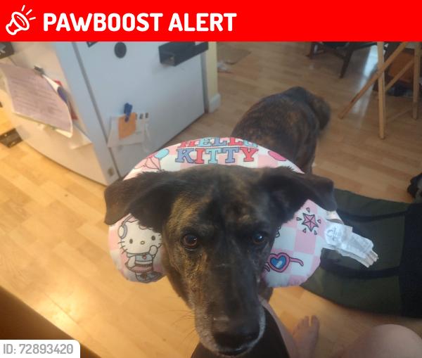Lost Male Dog last seen defense highway & Nancarles Dr, gambrills, MD, Anne Arundel County, MD 21054