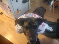 Lost Male Dog last seen defense highway & Nancarles Dr, gambrills, MD, Anne Arundel County, MD 21054