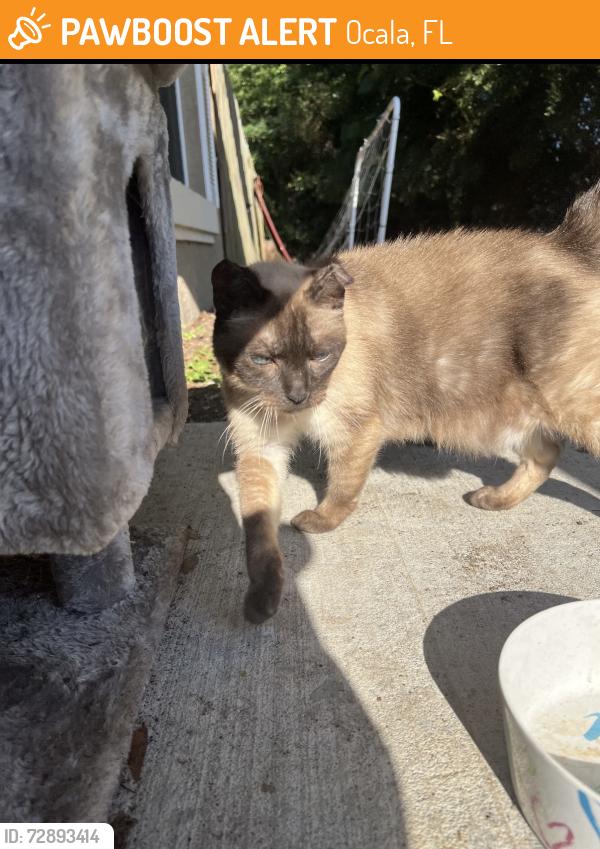 Found/Stray Female Cat last seen Pine course ct, Ocala, FL 34472