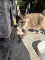 Found/Stray Female Cat last seen Pine course ct, Ocala, FL 34472