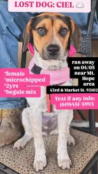 Lost Female Dog last seen 43rd & Market St, San Diego, CA 92102