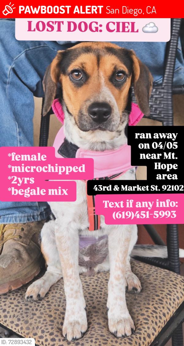 Lost Female Dog last seen 43rd & Market St, San Diego, CA 92102