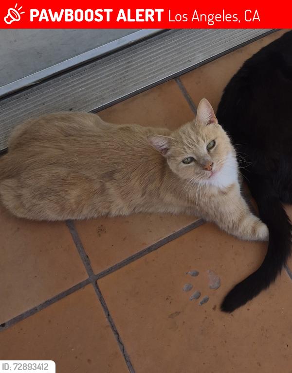 Lost Male Cat last seen City Terrace Drive and North Townsend, Los Angeles, CA 90063