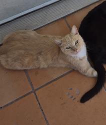 Lost Male Cat last seen City Terrace Drive and North Townsend, Los Angeles, CA 90063