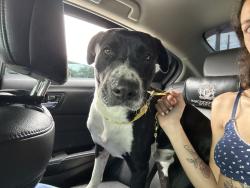 Found/Stray Male Dog last seen Walmart - Marbach Rd, San Antonio, TX 78207