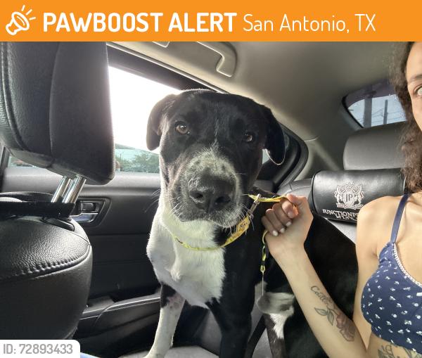 Found/Stray Male Dog last seen Walmart - Marbach Rd, San Antonio, TX 78207