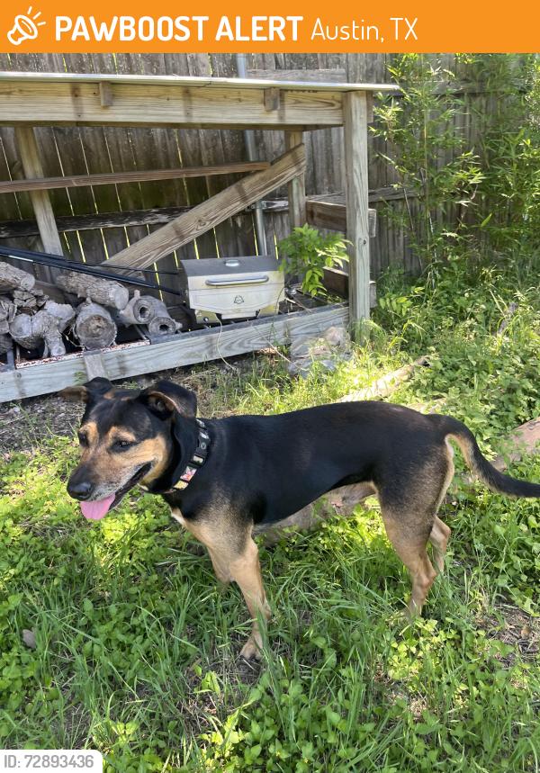 Found/Stray Male Dog last seen Metric and west rundberg, Austin, TX 78758