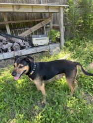 Found/Stray Male Dog last seen Metric and west rundberg, Austin, TX 78758