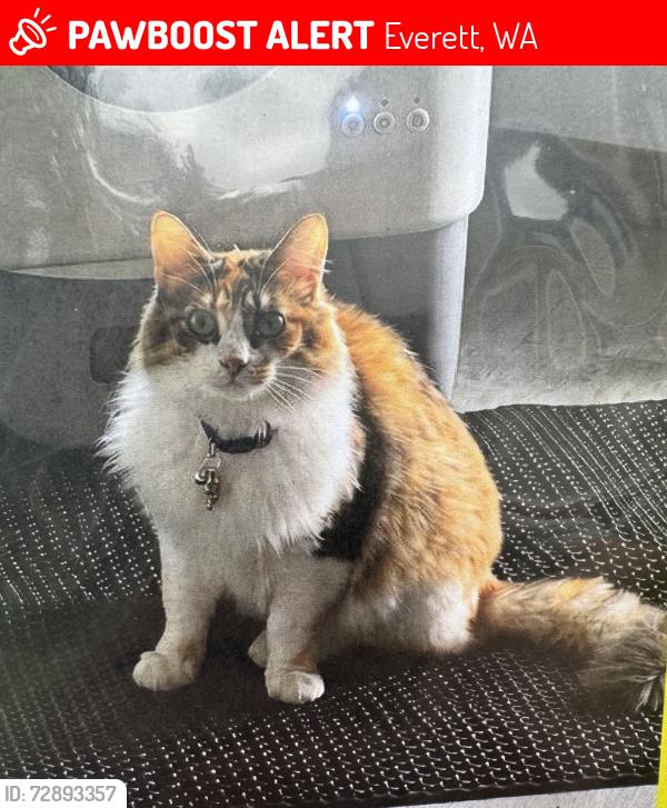 Lost Female Cat last seen Hwy 99 near the Carlisle cndmniums across the street from the old Walmart and just north of s burgers, Everett, WA 98204