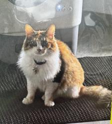 Lost Female Cat last seen Hwy 99 near the Carlisle cndmniums across the street from the old Walmart and just north of s burgers, Everett, WA 98204
