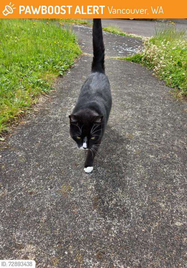 Found/Stray Unknown Cat last seen Near NE St John’s road, Vancouver, WA 98686