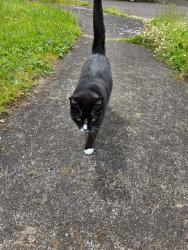 Found/Stray Unknown Cat last seen Near NE St John’s road, Vancouver, WA 98686