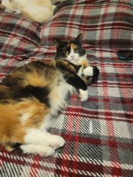 Reunited Female Cat last seen Near Welch Rd, Mt Airy, NC 27030, USA, Mount Airy, NC 27030