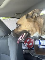 Found/Stray Male Dog last seen Ann rd & Commerce, North Las Vegas, NV 89031
