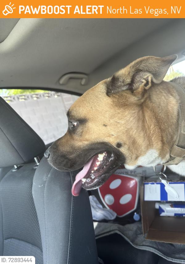 Found/Stray Male Dog last seen Ann rd & Commerce, North Las Vegas, NV 89031